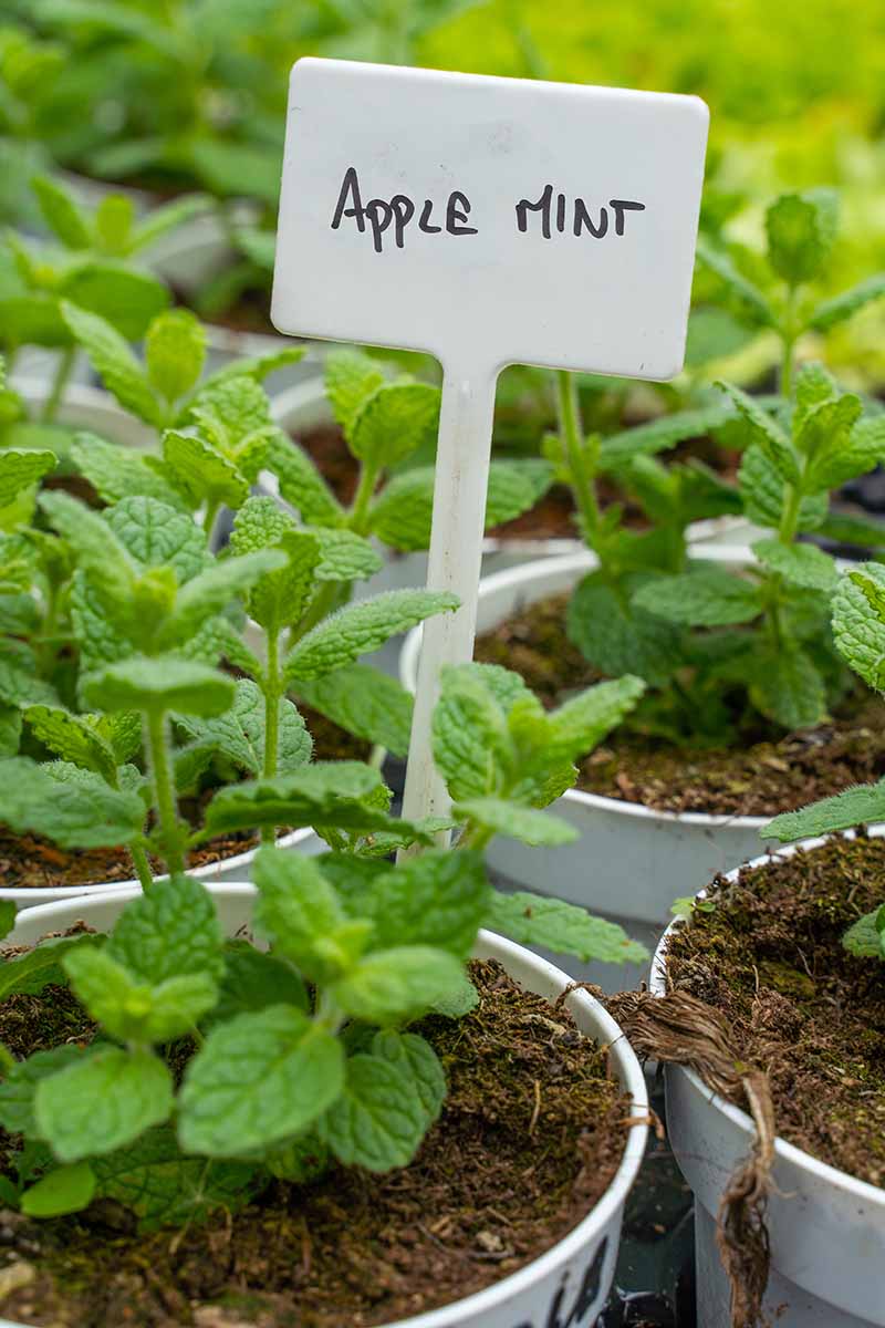 A vertical image of apple mint seedlings growing in small pots with a plant label.