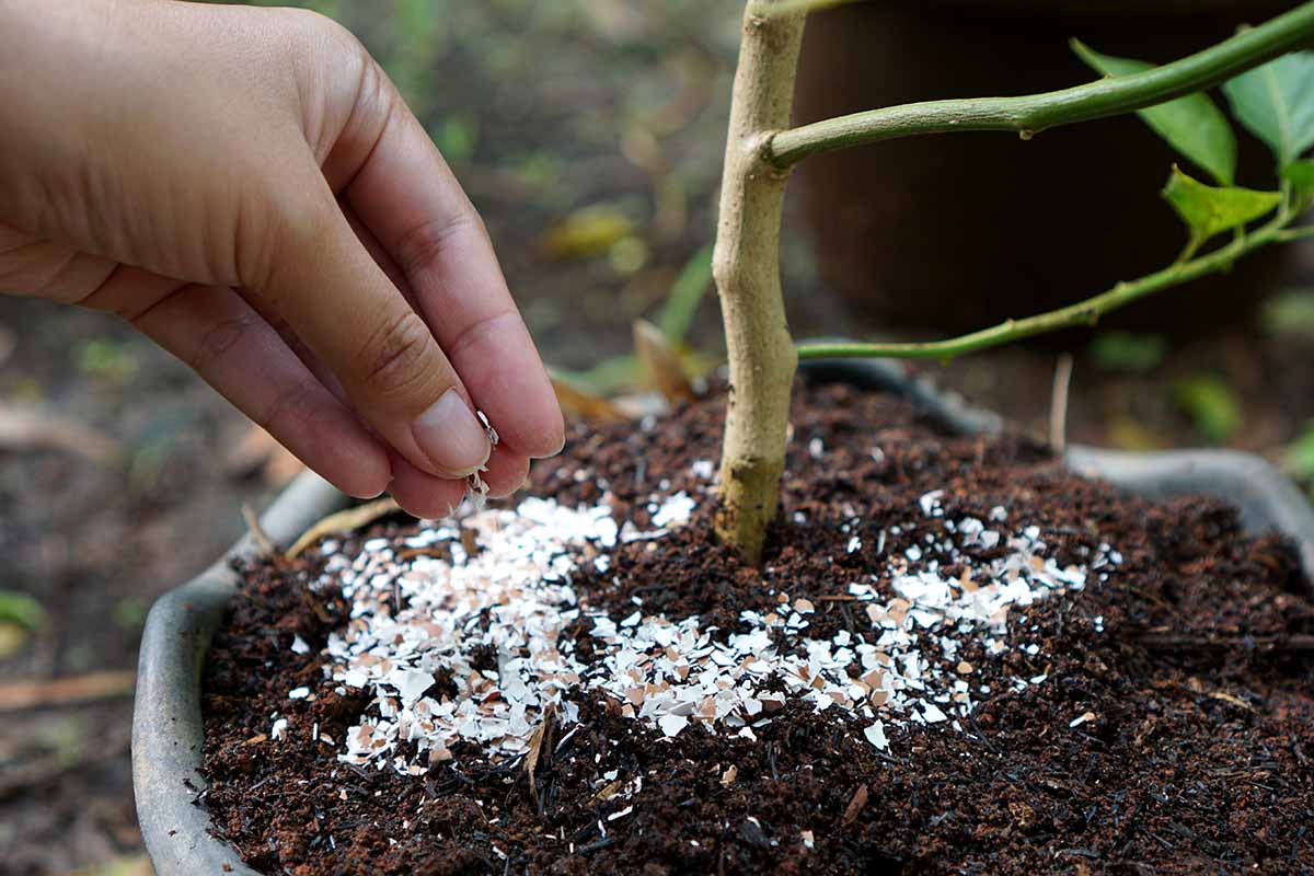 A close up horizontal image of a hand from the left of the frame applying crushed eggshells to the surface of the soil in a container.