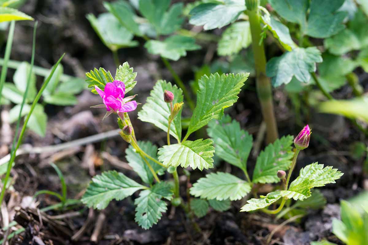A close up horizontal image of arctic brambles (Rubus arcticus) with a bright pink flower.