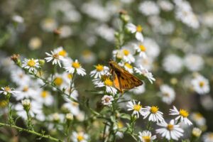 A close up horizontal image of a skipper butterfly feeding on white daisies pictured on a soft focus background,