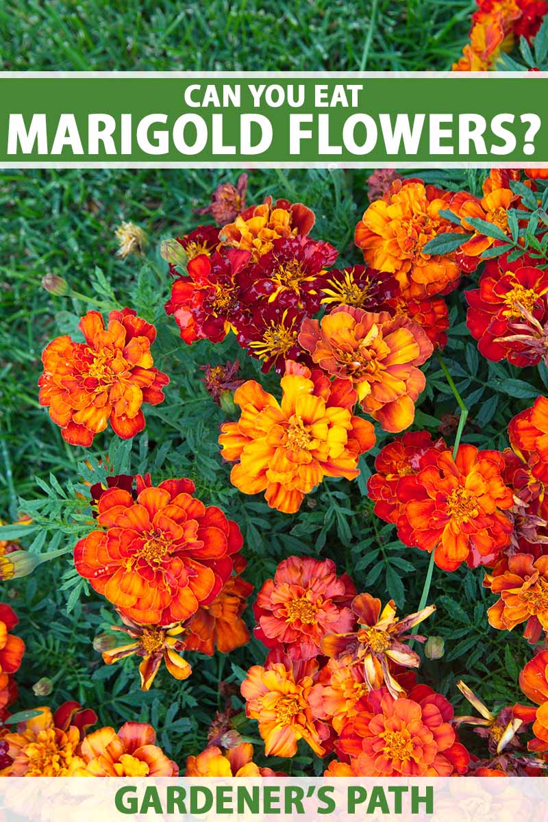 A close up vertical image of marigold flowers growing in the garden with foliage in the background. To the top and bottom of the frame is green and white printed text.