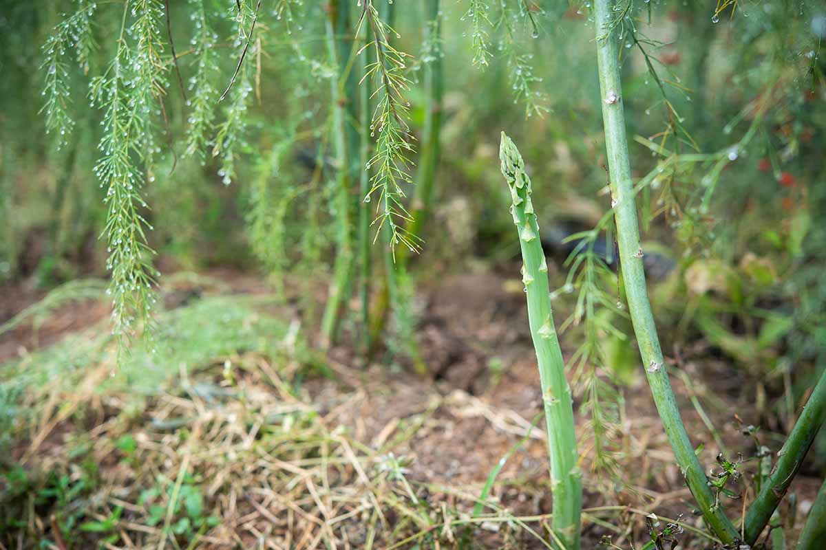 A close up horizontal image of asparagus spears and ferns growing in the garden.