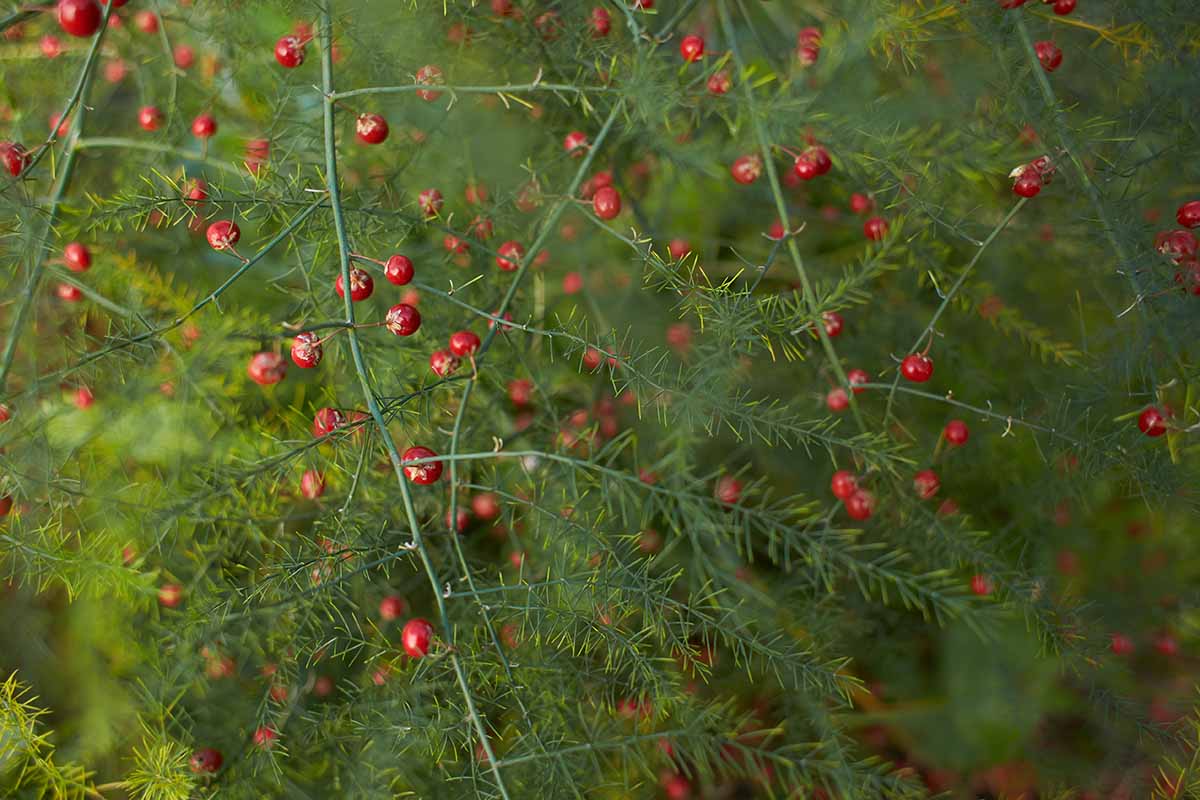 A close up horizontal image of asparagus ferns with bright red berries growing in the garden.