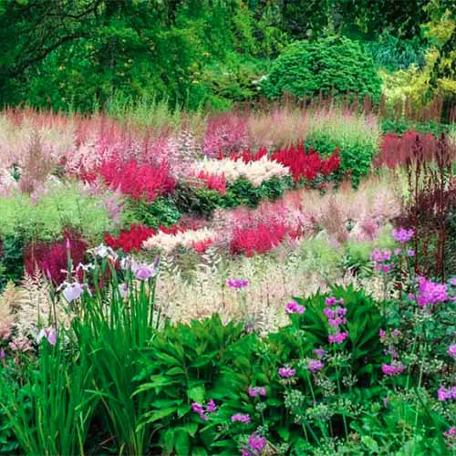 A square image of a colorful garden featuring astilbe flowers.
