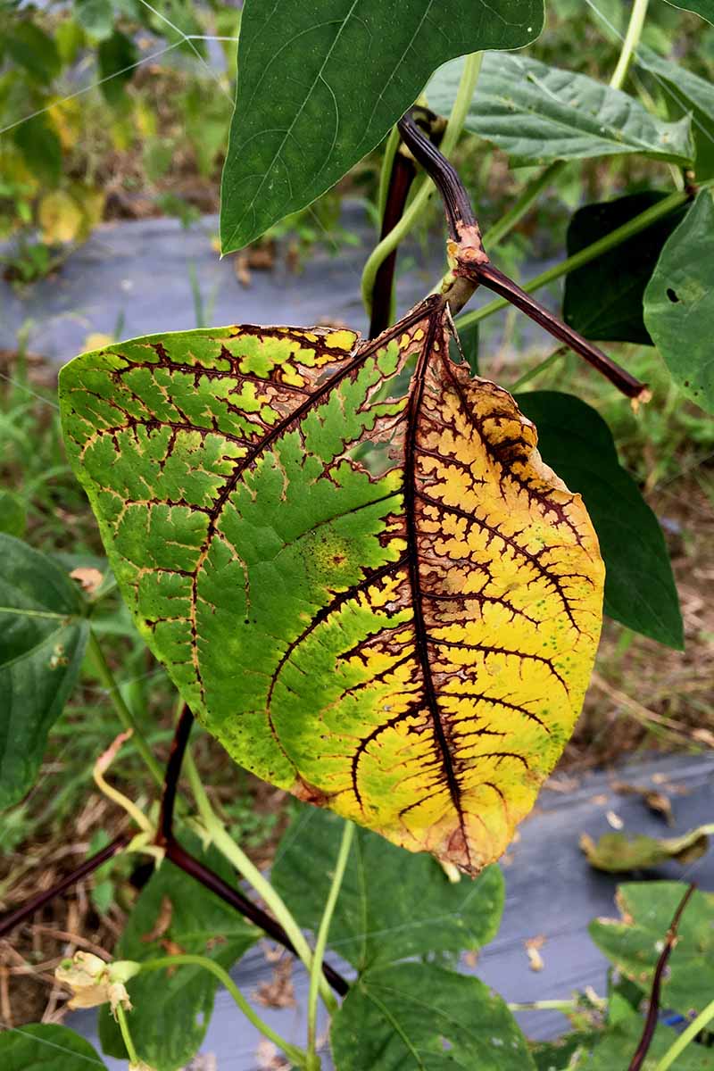 A vertical image of the foliage of a plant suffering from a disease called Anthracnose.