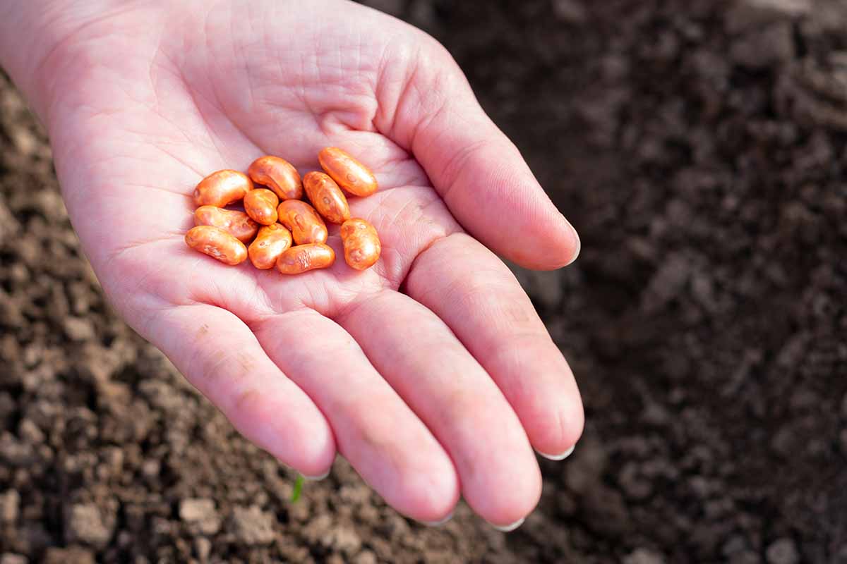 A close up of an open hand with a small pile of seeds ready to be planted.