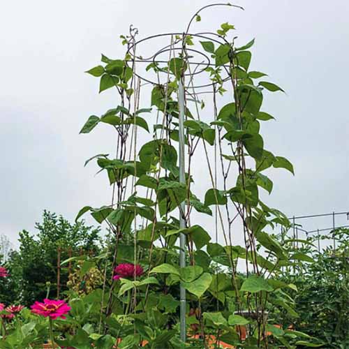 A square image of a bean plant climbing up a metal cage.