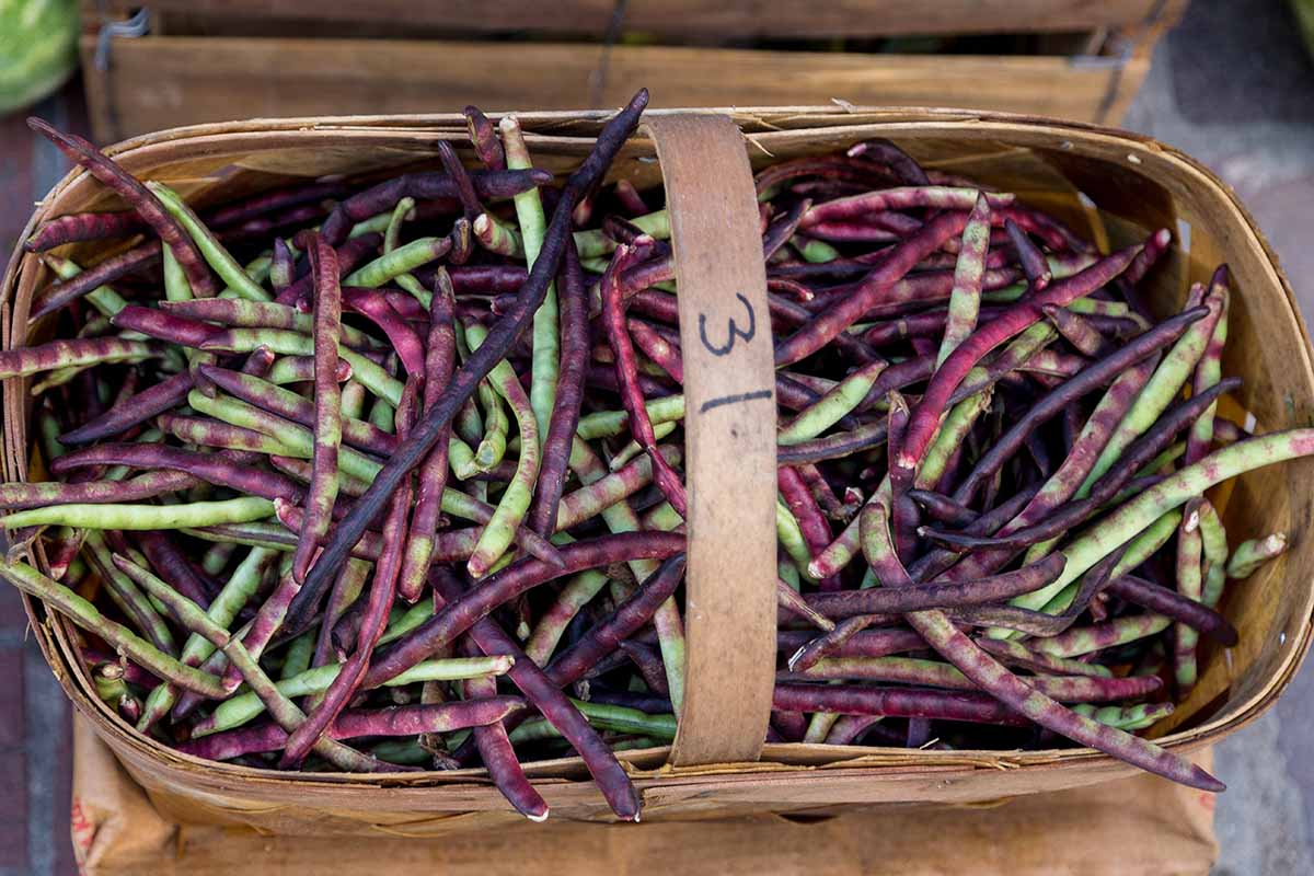 A close up horizontal image of a trug filled with freshly harvested beans.