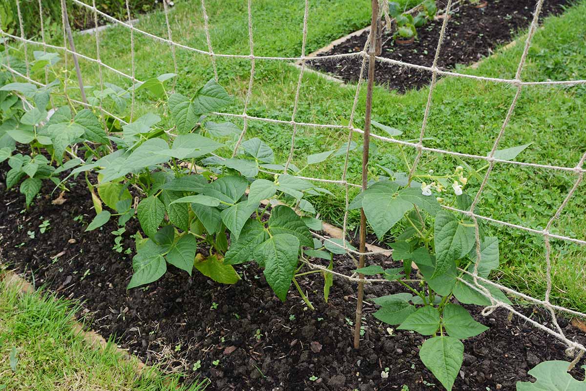 A horizontal image of a row of young calypso bean plants supported by twine trellising.