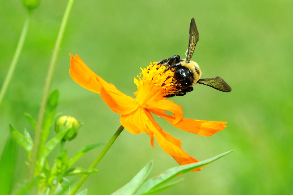 A close up horizontal image of a bee feeding from an orange cosmos flower pictured on a green soft focus background.
