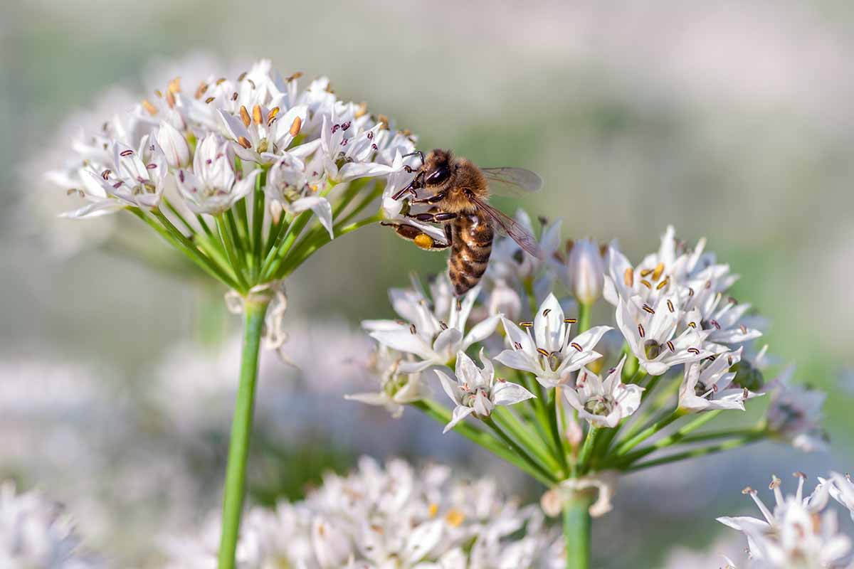 A close up horizontal image of Allium tuberosum flowers with a honeybee, pictured on a soft focus background.