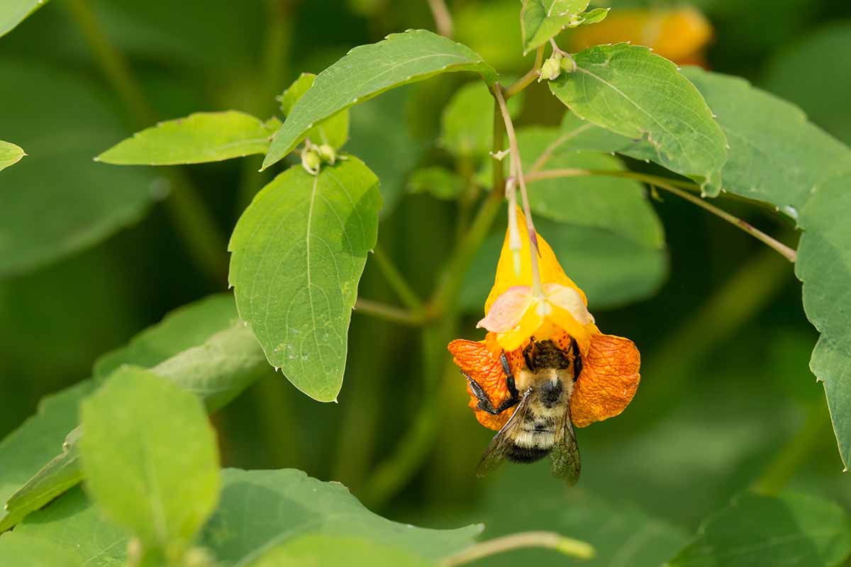 A close up horizontal image of a bumblebee feeding from a touch me not (jewelweed) flower pictured on a soft focus background.