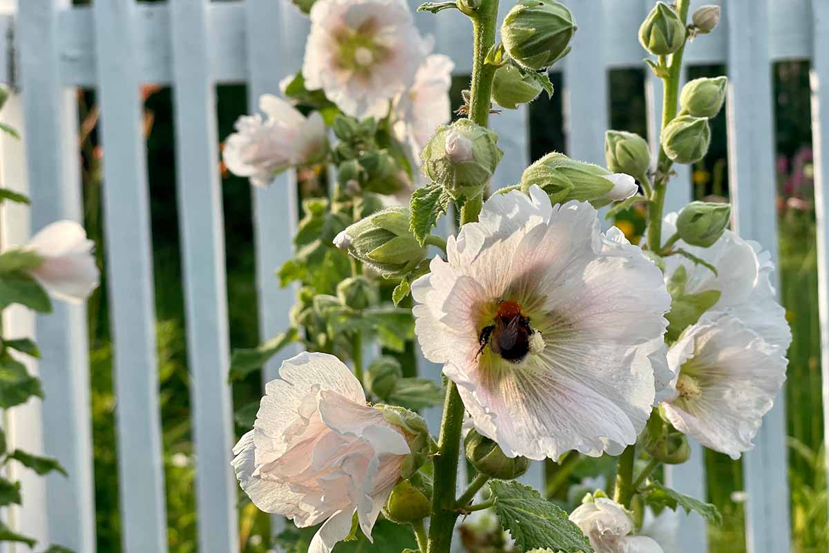 A close up horizontal image of a bee feeding from pale pink flowers outside a wooden picket fence.