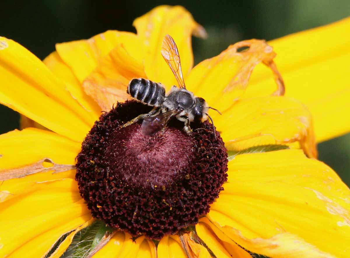 A close up horizontal image of a bee feeding on a black-eyed Susan flower pictured on a soft focus background.