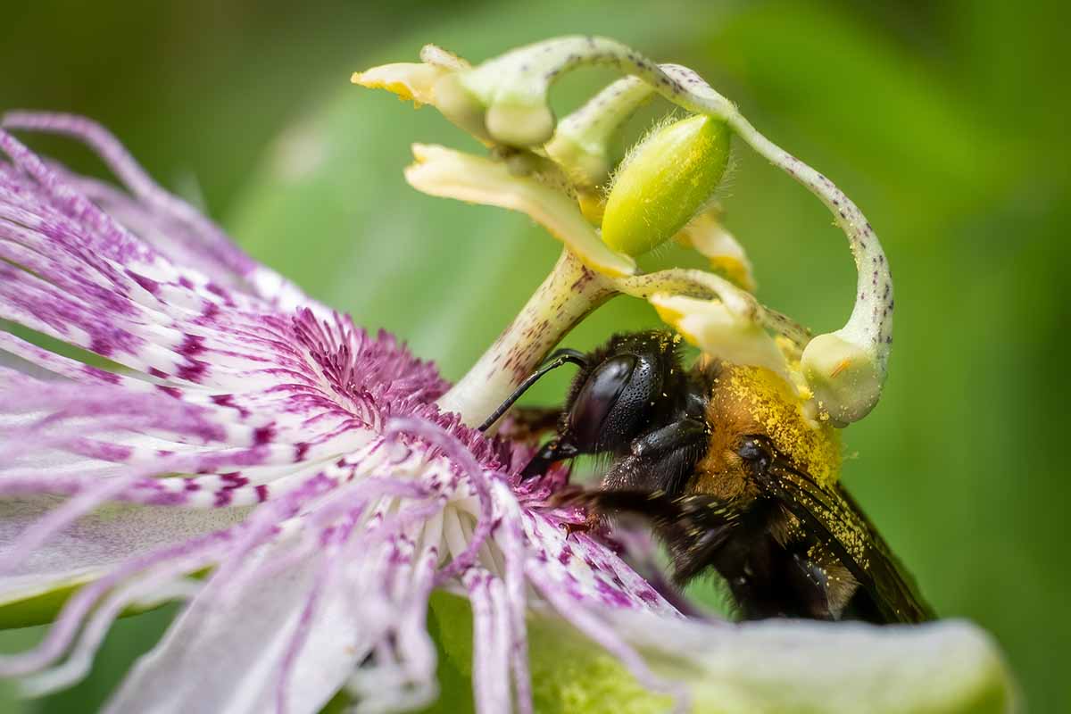 A close up horizontal image of a bee feeding from a flower pictured on a soft focus background.
