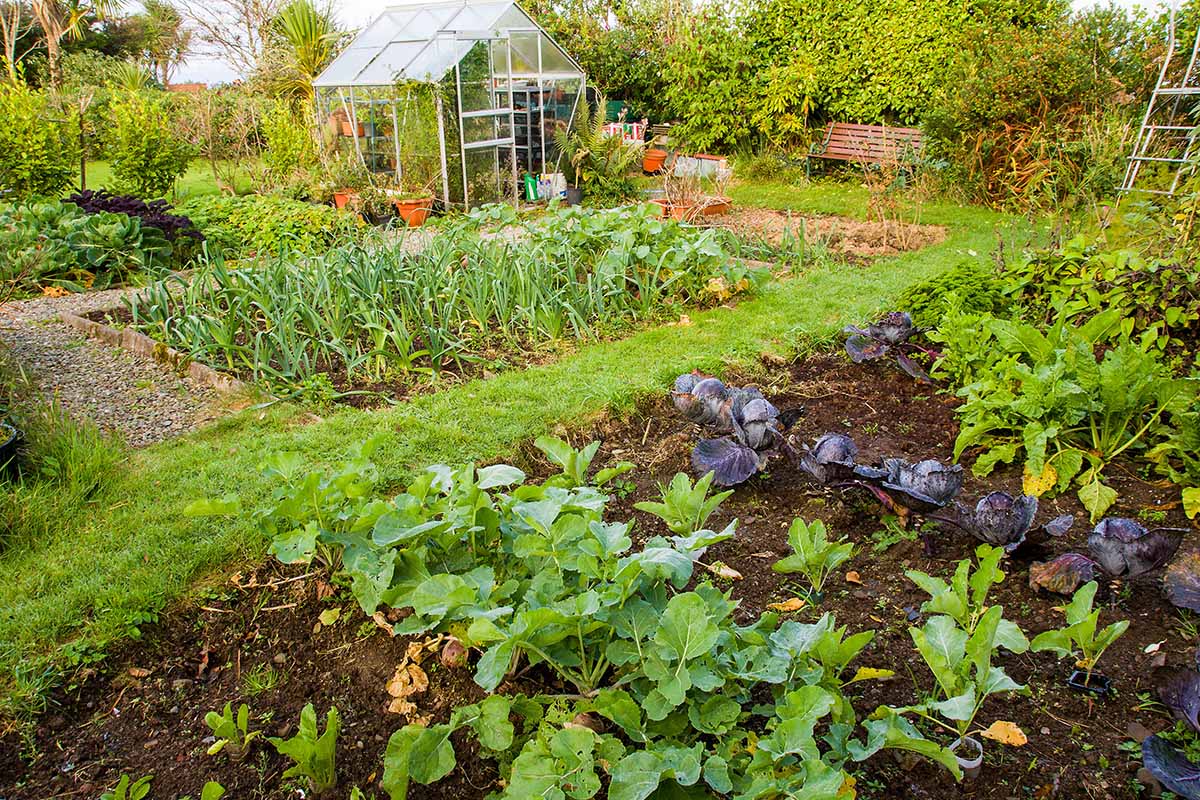 A horizontal image of a vegetable garden separated into different beds with a greenhouse in the background.