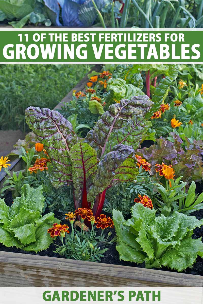 A close up vertical image of a thriving raised bed vegetable garden growing a variety of different produce. To the top and bottom of the frame is green and white printed text.