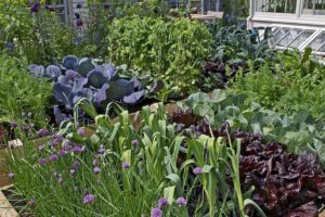 A horizontal image of a densely planted raised bed vegetable garden pictured in bright sunshine.