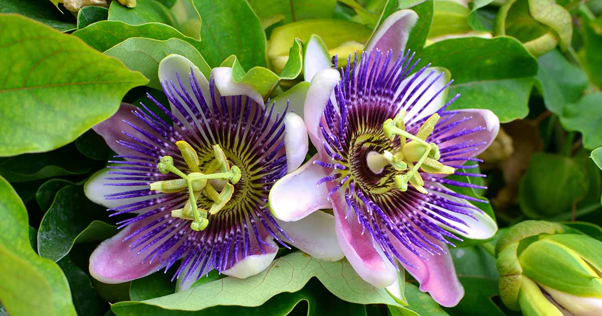 17 of the Best Passionflower Species and Hybrids to Grow at Hoмe