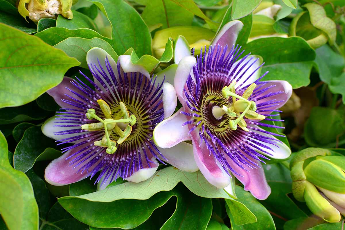 A close up horizontal image of two passionflowers growing on the vine with foliage in soft focus in the background.
