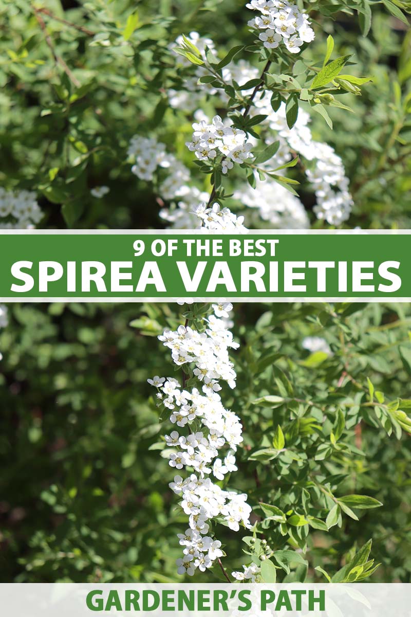 A close up vertical image of the delicate white flowers and green foliage of a spirea shrub pictured in light sunshine. To the center and bottom of the frame is green and white printed text.