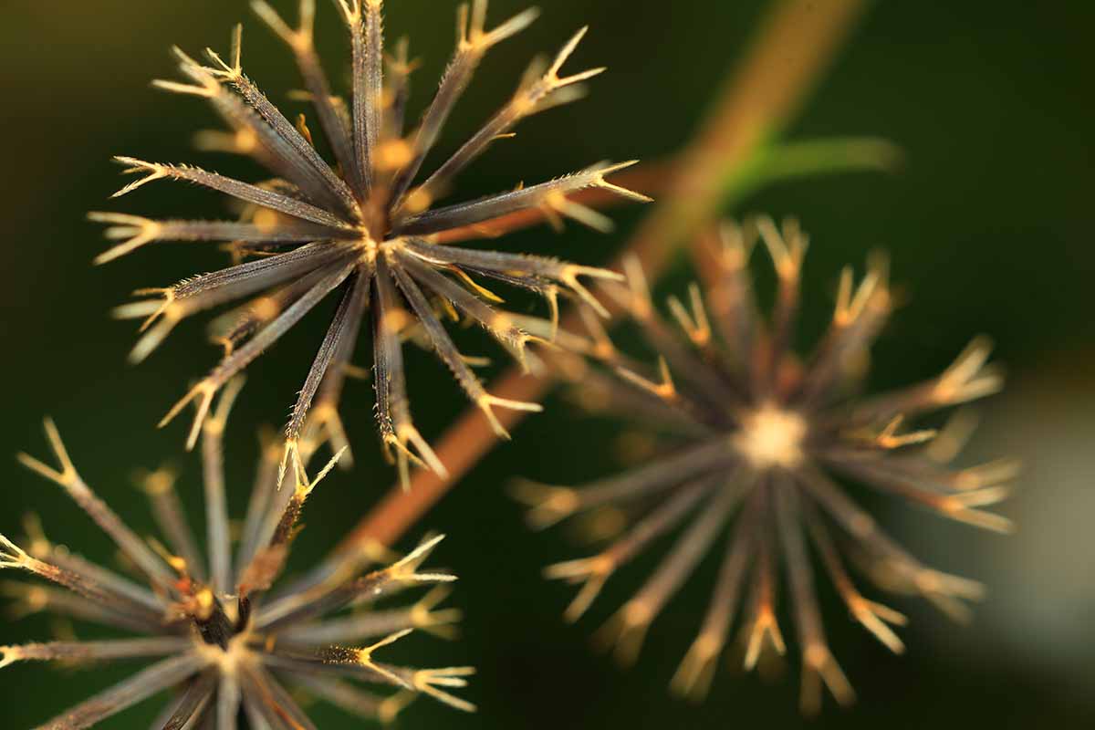 A close up horizontal image of the seed heads of tickseed sunflowers pictured on a soft focus background.