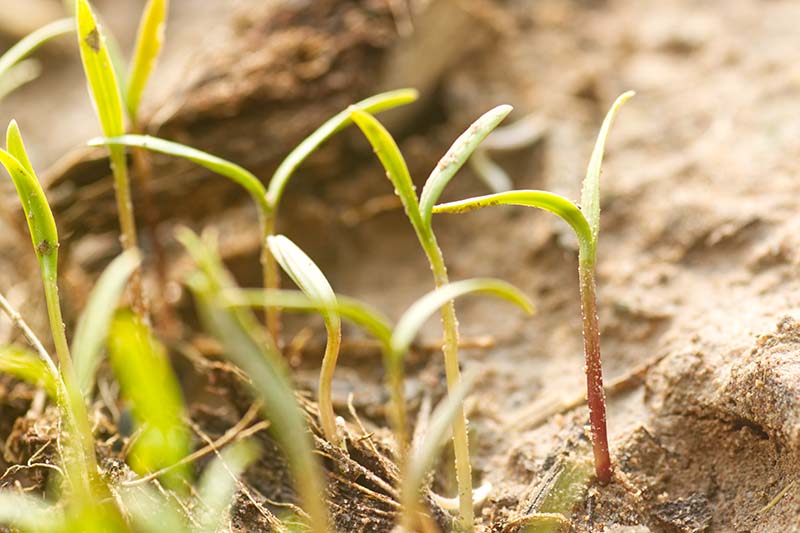 A close up horizontal image of tiny seedlings pushing through the soil.