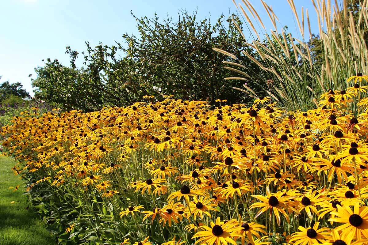 A mass planting of black-eyed Susans growing in a garden border pictured in bright sunshine.