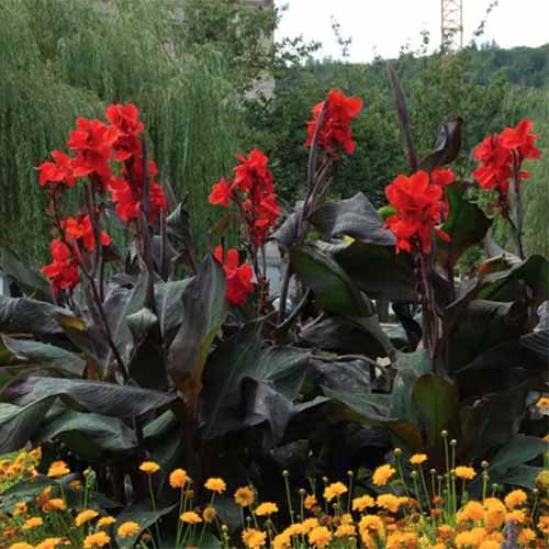A square image of 'Black Knight' cannas growing in the garden featuring red flowers and dark foliage.