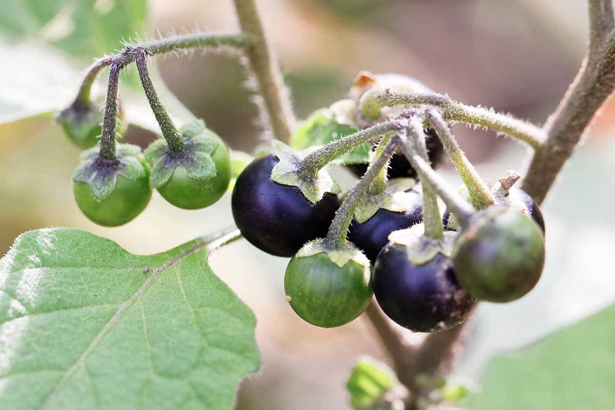 A close up horizontal image of the fruit of Solanum nigrum aka black nightshade.