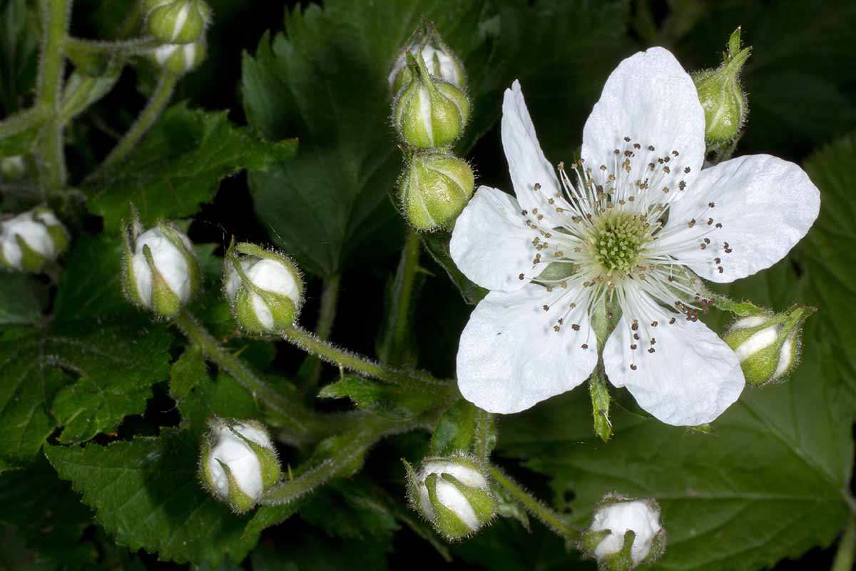 A close up horizontal image of white blackberry flowers growing in the garden with foliage in soft focus in the background.