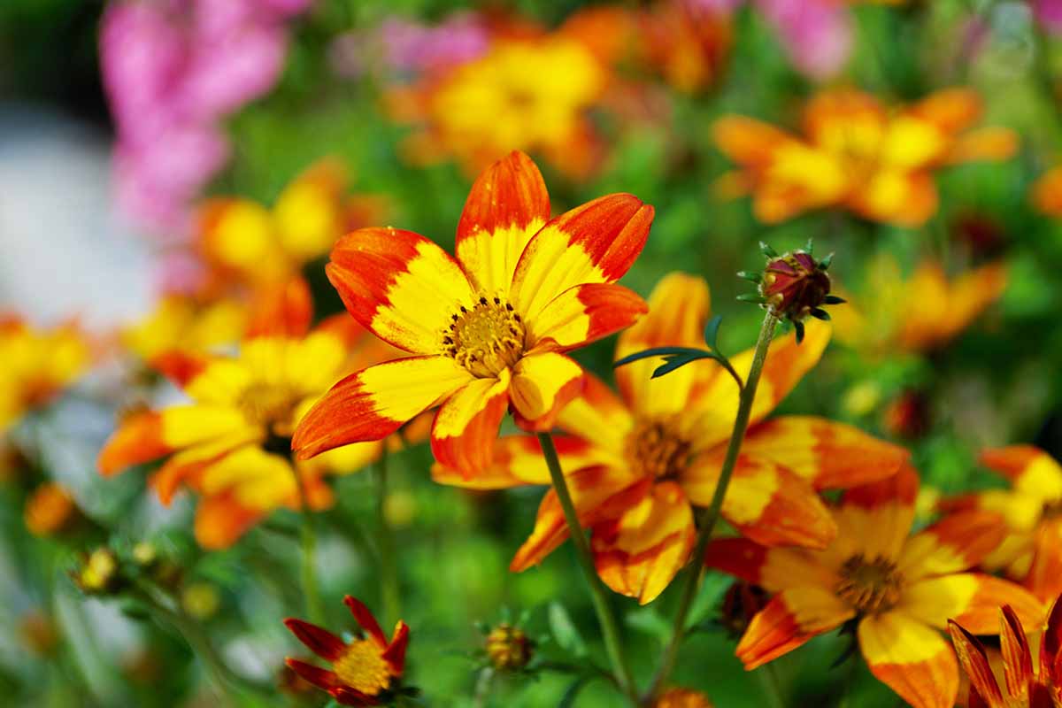 A close up horizontal image of 'Blazing Star' bidens growing in the garden pictured on a soft focus background.