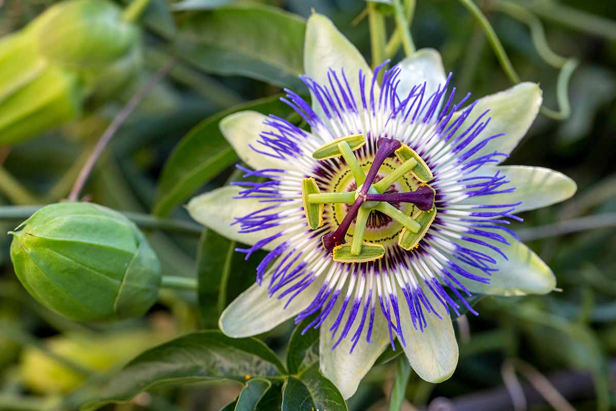 A close up horizontal image of a blue Passiflora caerulea flower growing in the garden pictured on a soft focus background.
