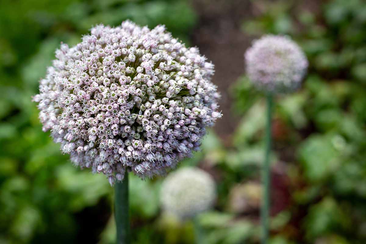 A close up horizontal image of the round flowers of leeks that have bolted pictured on a soft focus background.