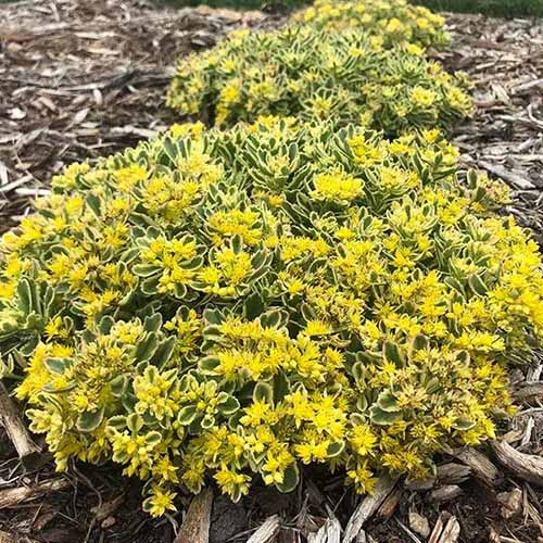 A close up square picture of a clump of Rock'n'Low 'Boogie Woogie' sedum growing in a garden border.