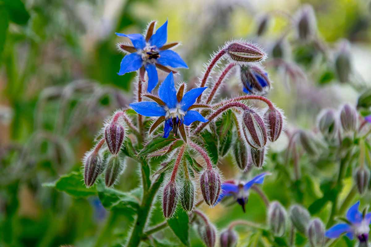 A close up horizontal image of blue borage flowers pictured on a soft focus background.