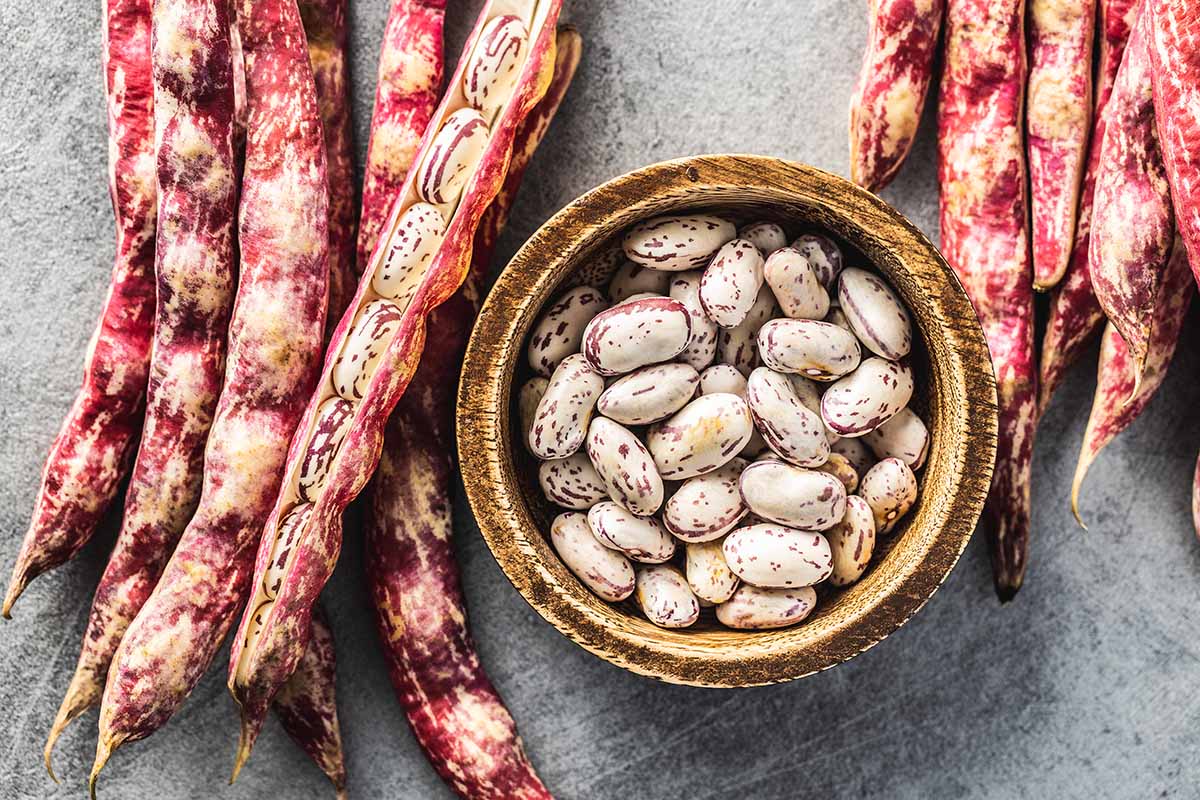A close up of borlotti beans both whole and shelled set on a concrete surface.