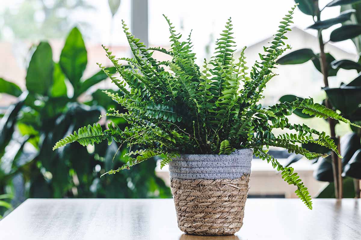 A close up horizontal image of a small Boston fern growing in a wicker basket set on a wooden table with a collection of houseplants in soft focus in the background.