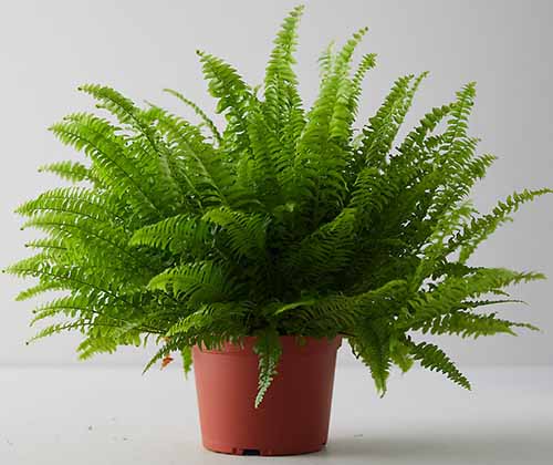 A close up square image of a small Boston fern growing in a pot set on a white surface.