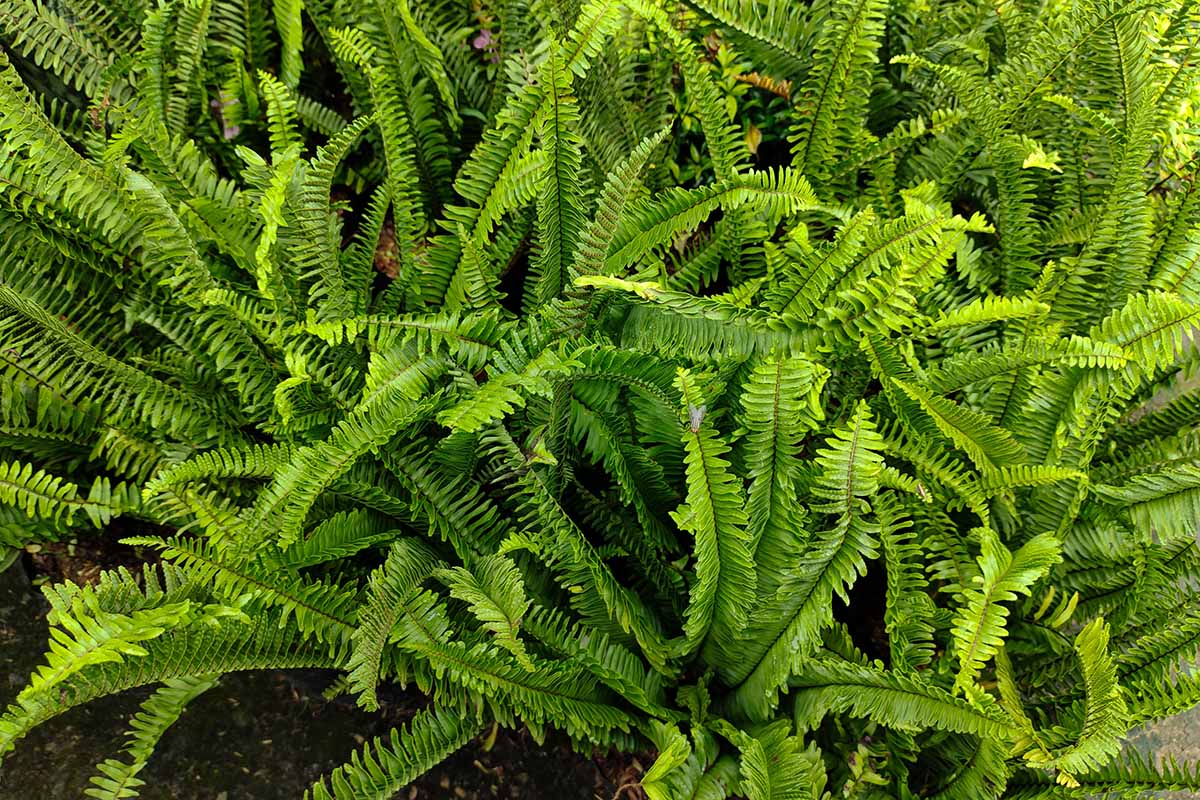 A close up horizontal image of Boston fern plants growing outdoors in the garden.