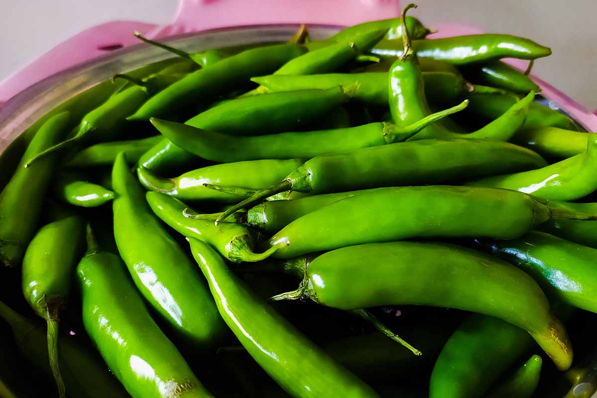 A close up horizontal image of freshly harvested green serrano chilies set in a wooden bowl.