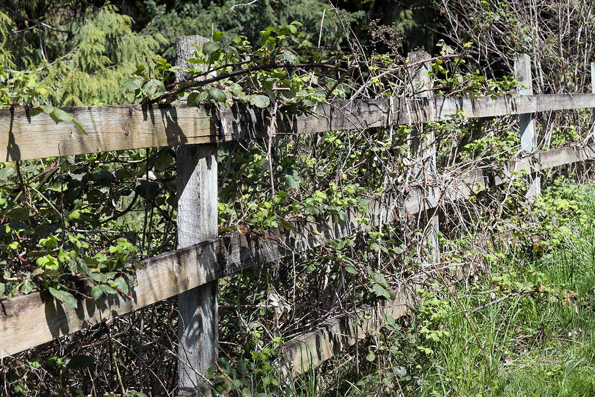 A horizontal image of a wooden fence covered in wild brambles.