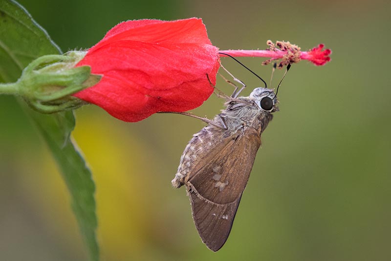 A close up of a Brazilian skipper butterfly feeding from a red flower pictured on a soft focus background.