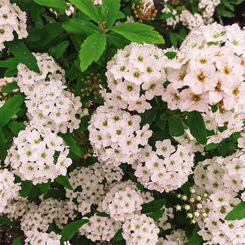 A close up square image of the white flowers of 'Bridal Wreath' spirea growing in the garden.