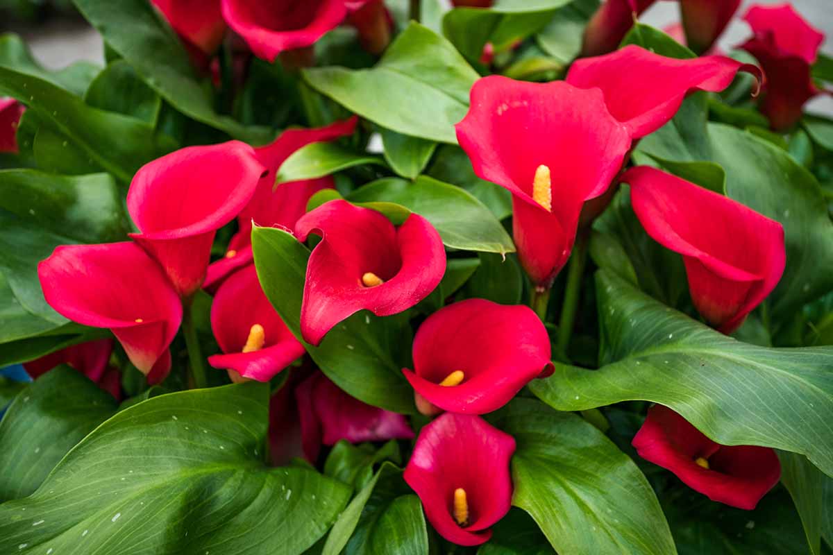 A close up horizontal image of bright red calla lilies growing in the garden.