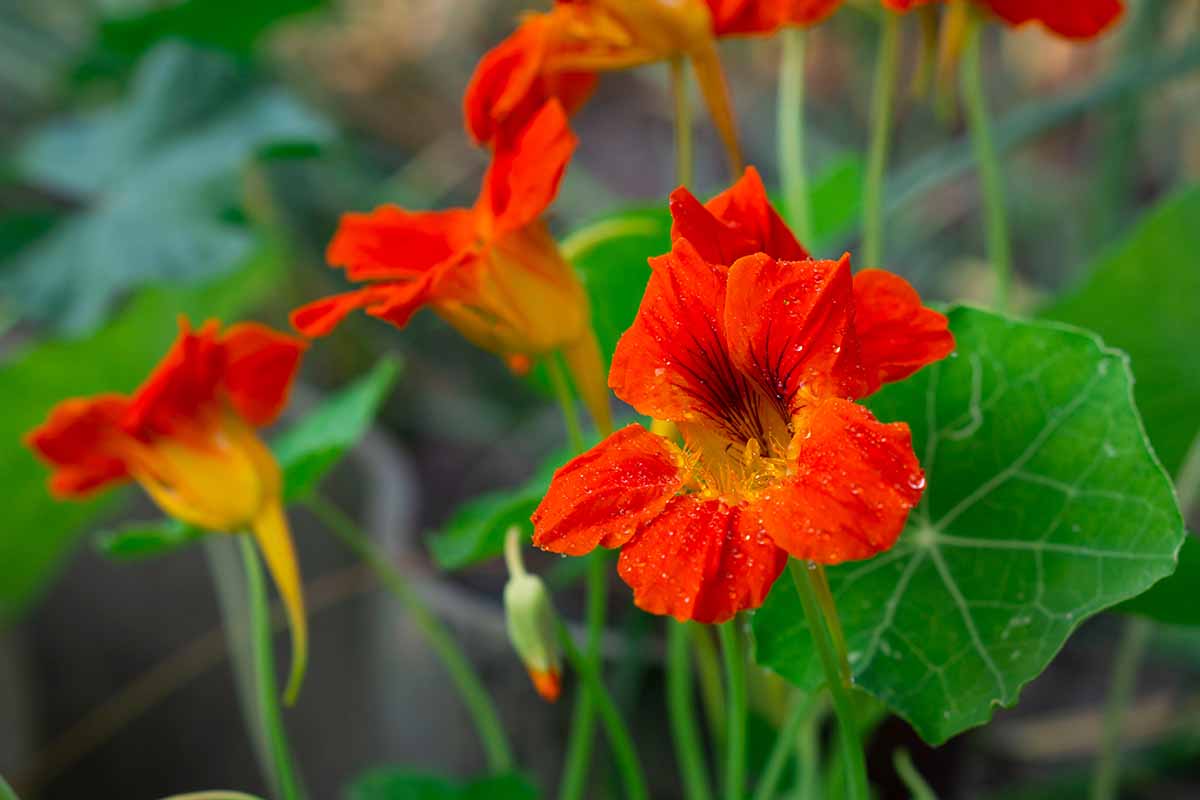 A close up horizontal image of bright red nasturtium flowers pictured on a soft focus background.