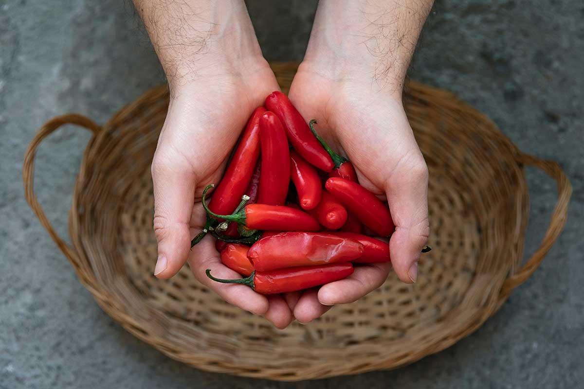 A close up horizontal image of two hands holding freshly harvested red serrano peppers.