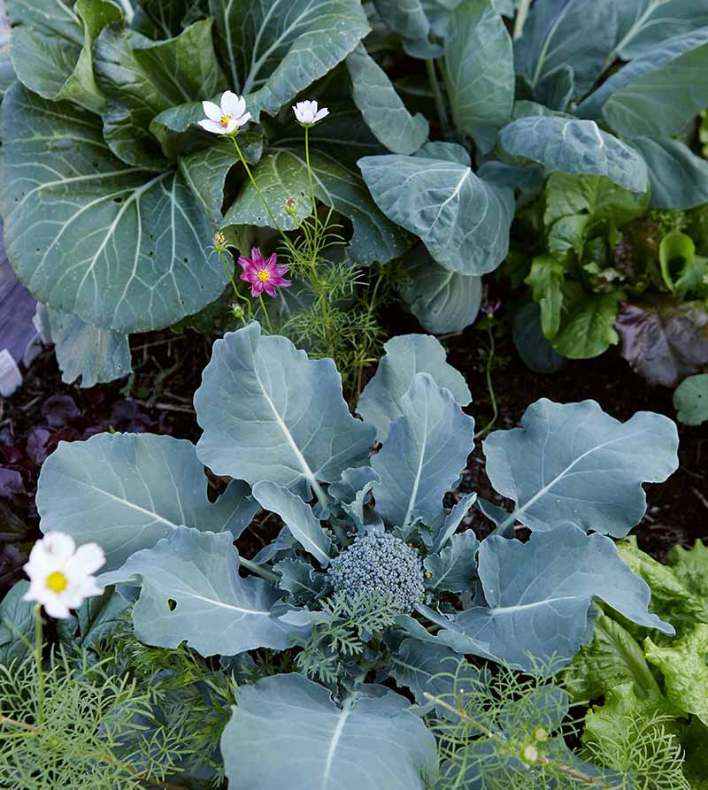 A close up vertical image of broccoli growing in the garden with flowers and lettuce as companions.