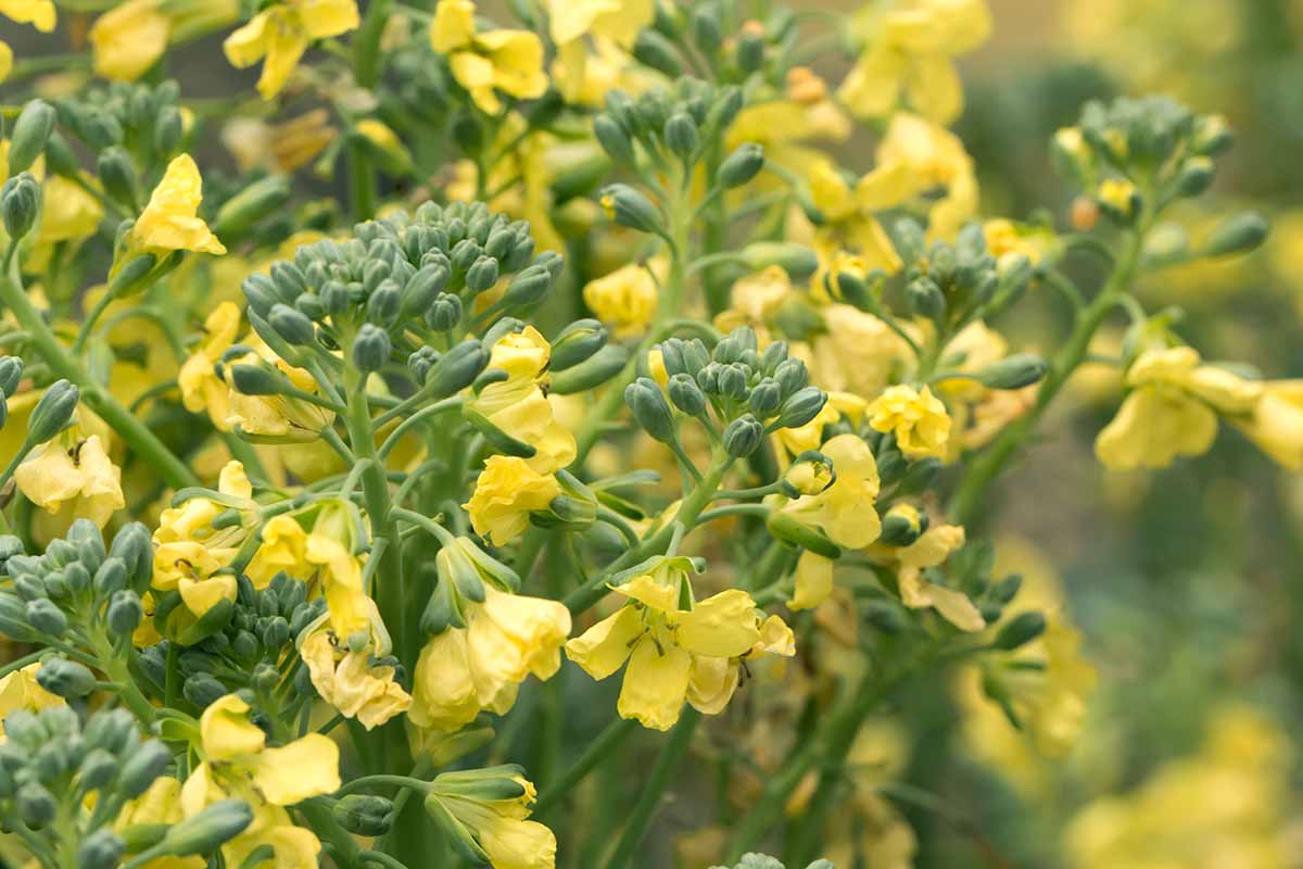 A close up horizontal image of the yellow flowers of broccoli that has bolted.