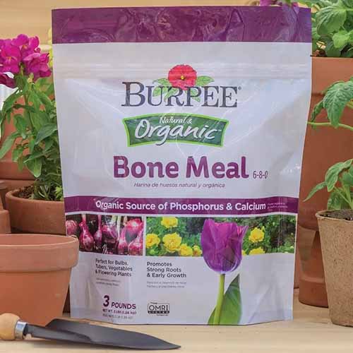 A close up square image of a bag of Burpee Natural and Organic Bone Meal set on a wooden surface with potted plants in the background.